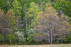 Forest in early spring bloom-historic Cataloochee Valley-Great Smoky Mountains NP-NC Art Print
